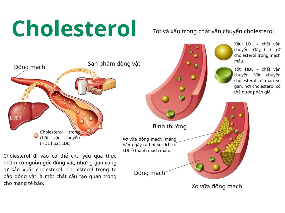 HDL và LDL làm thế nào để cải thiện mỡ máu cao